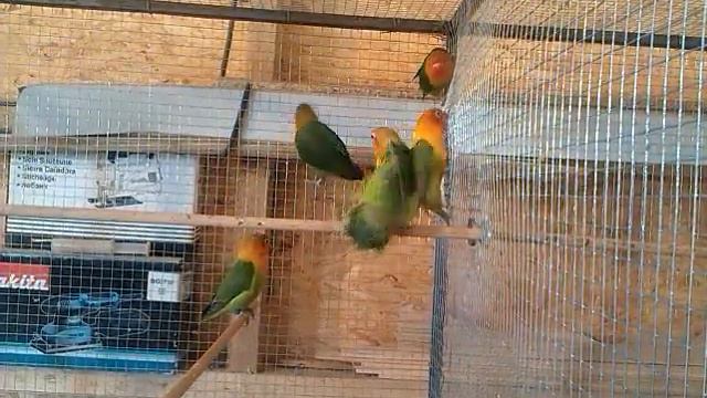 Agapornis смотреть онлайн