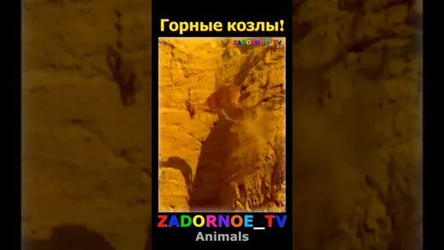 Горные козлы!