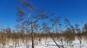 Томск Поездка в Бакчар