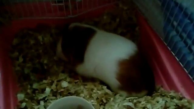 Спят спокойно и видят чудеса во сне? смотреть онлайн