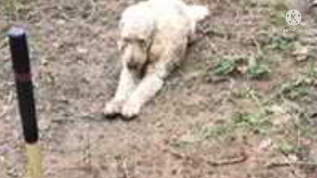 Душераздирающие фото. Владелец роет могилу для собаки, пока живой питомец наблюдает за всем этим смотреть онлайн