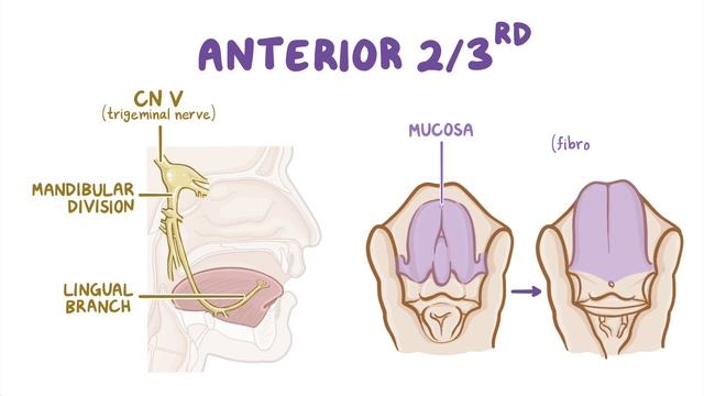 Development of the Tongue смотреть онлайн