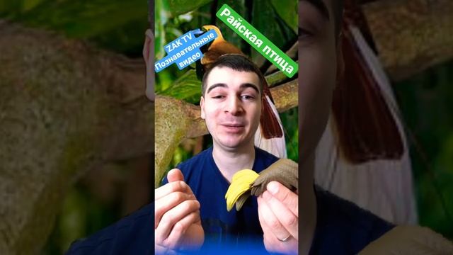 Райская птица - где проживают? Почему они часто становятся добычей хищников? смотреть онлайн