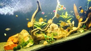 Бесшумная аэрация аквариума. Внутренний фильтр