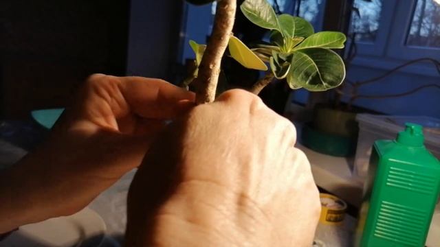ФОРМИРОВАНИЕ КРОНЫ У АДЕНИУМА ПРИВИВКАМИ. ЧАСТЬ 2. смотреть онлайн