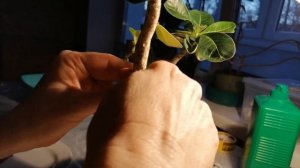 ФОРМИРОВАНИЕ КРОНЫ У АДЕНИУМА ПРИВИВКАМИ. ЧАСТЬ 2.