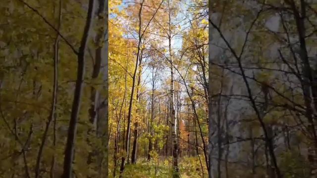 Осенняя пора, очей очарованье. Праздник царицы осени???? смотреть онлайн