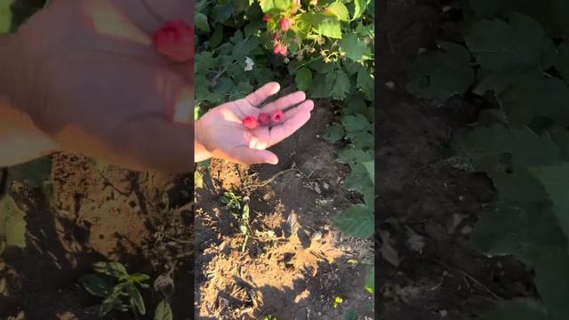 Полька сорту,кочотко заказ алабыз тел:0703083824 Жыргалбек смотреть онлайн