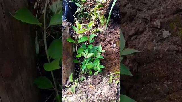 Как это могло произойти? Кустики метельчатой гортензии выросли сами! смотреть онлайн