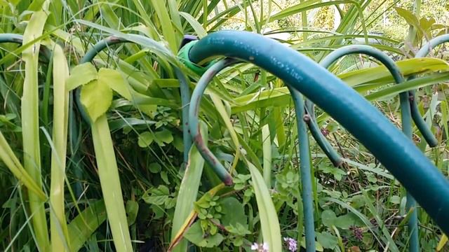 06.09.20.ОРХИДЕЯ на природе..пересадка.. смотреть онлайн