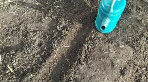 100% всхожесть желудей . Как посадить желуди? Как вырастить дуб из желудя?