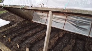 Посев семян помидоров в парник.