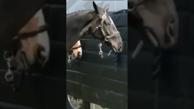 Умелец на все уши! смотреть онлайн