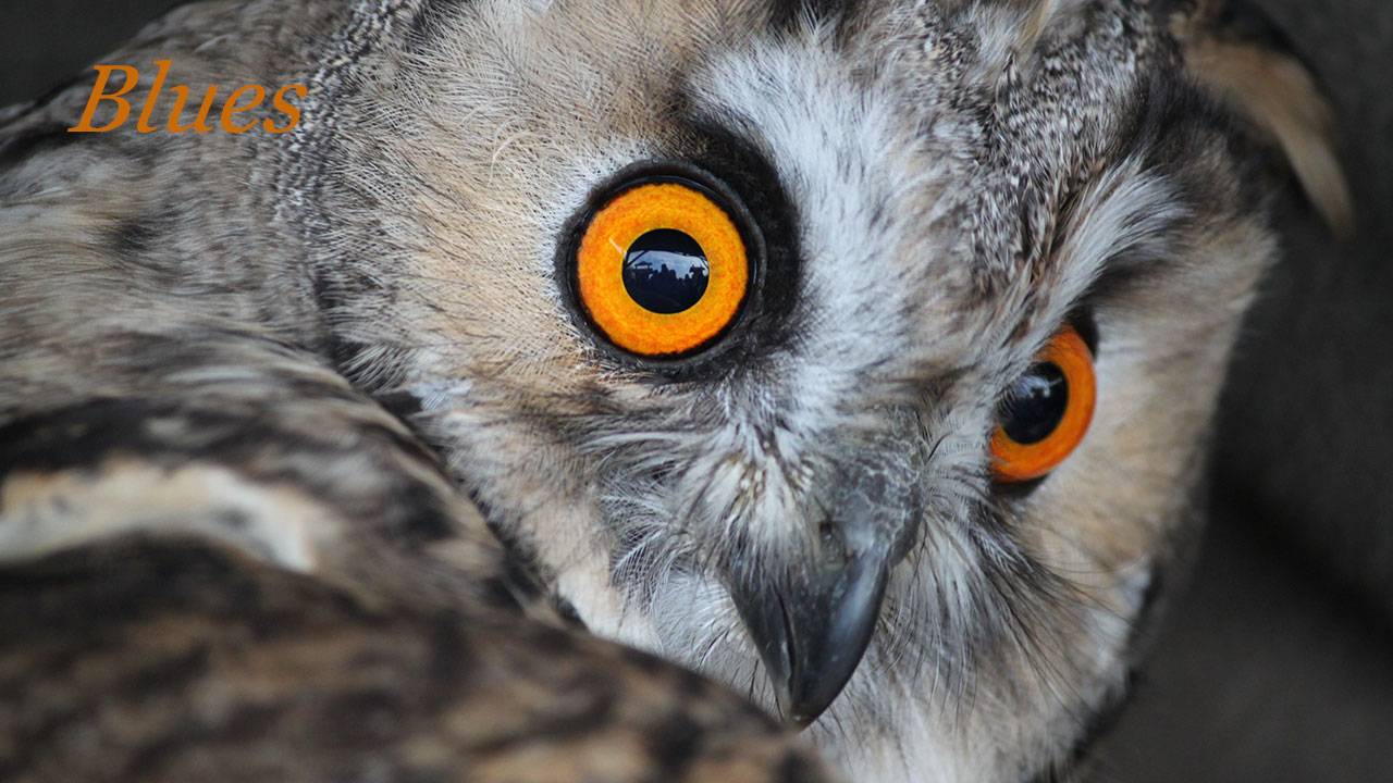 Совиный блюз 031. & Owl blues. смотреть онлайн