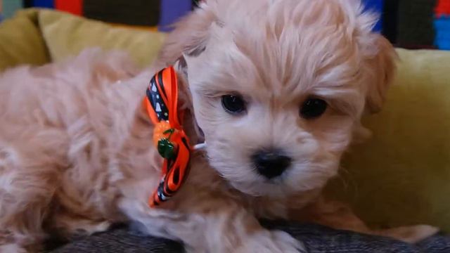 Мальтипу Бобби (Maltipoo Bobby) смотреть онлайн