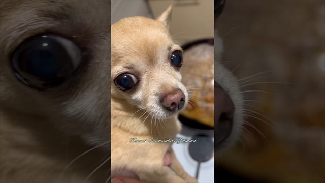 Вкусно с чихуахуа смотреть онлайн