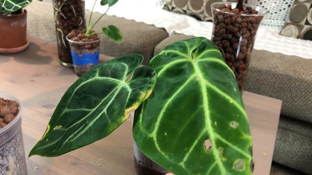 Houseplant Tour Winter 2019 | Part 1 Anthurium and Alocasia смотреть онлайн