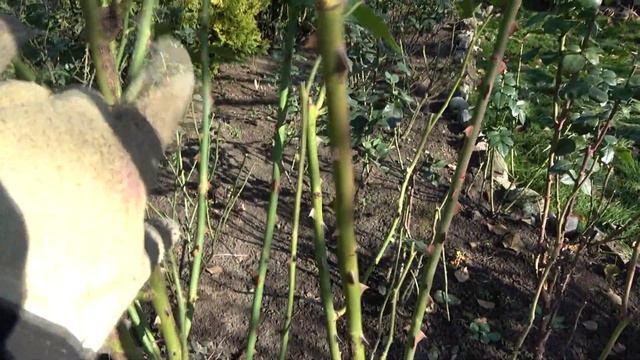 Обрезка плетистых роз осенью и подготовка их к зиме. На примере розы ЛАВИНИЯ смотреть онлайн