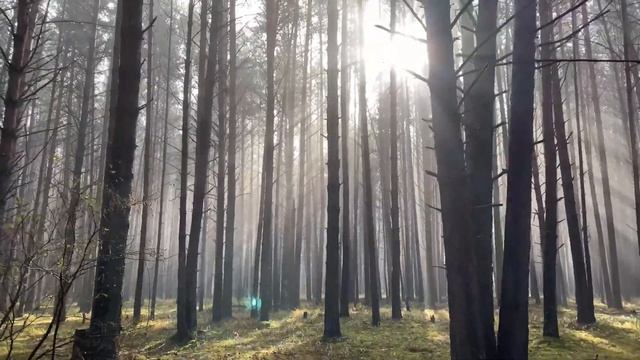 Туман в лесу. Окунево октябрь 2021 смотреть онлайн