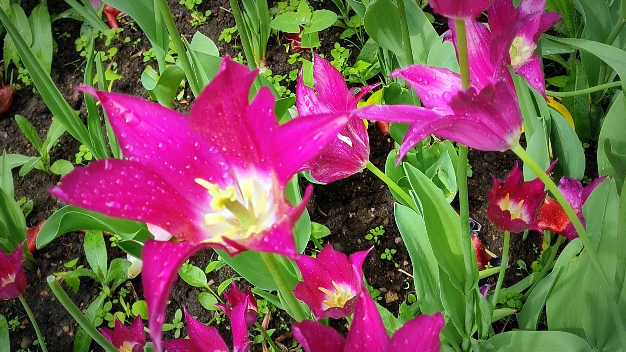 #shorts - Тюльпаны 22.05.2023.