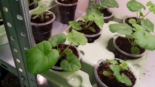 Рецепты пирогов без выпечки