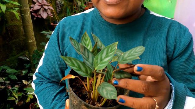 വിലകൂടിയ Plant Hunting ചെടികൾ വീട്ടിലെത്തിയപ്പോൾ #lovemyplantssreekalaribu смотреть онлайн