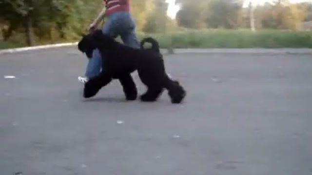 КЕРРИ-БЛЮ-ТЕРЬЕР Gaeltacht Seadna смотреть онлайн