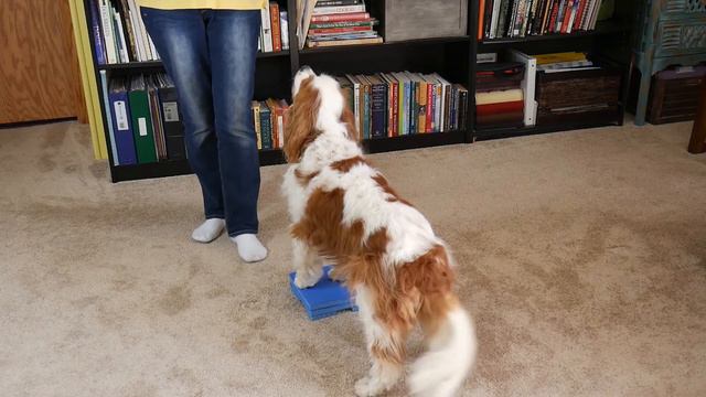 Teach Your Dog to Pivot Perfect for Hind End Awareness, Senior Dogs and Puppies