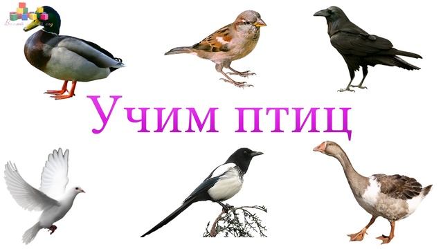 ANGRY BIRDS Мультик Лепим Angry Birds из Play-Doh смотреть онлайн