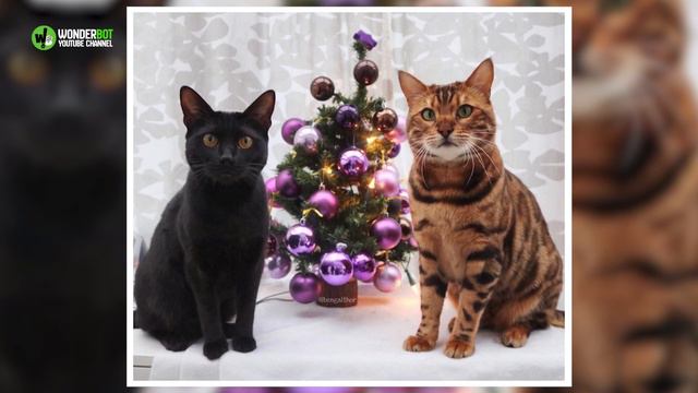 Meet Thor, The World's Most Gorgeous Bengal Cat With Spots And Stripes