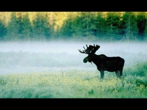 Охота на лося на гону