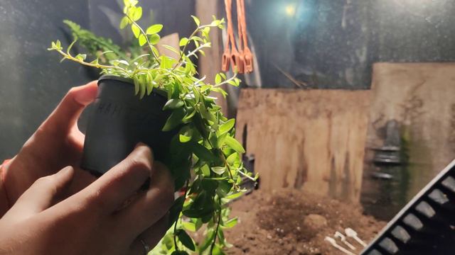 обзор купленных растений смотреть онлайн