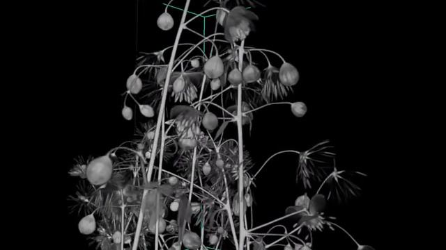 Thalictrum species смотреть онлайн