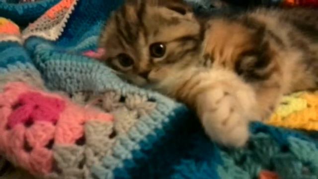 Котенок скоттиш фолд. Милоооота