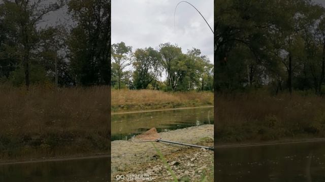 Ловля Белого амура на травку! полное вываживание! вес 8100. смотреть онлайн