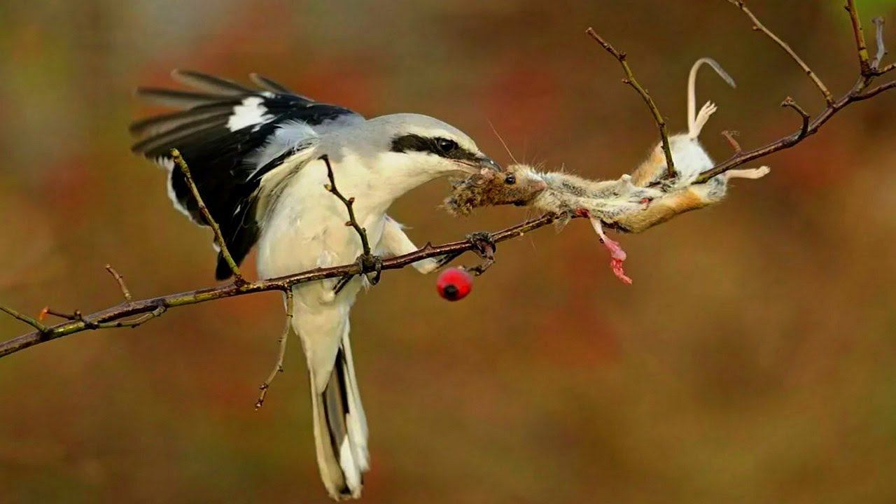 Птица мясник, насаживает добычу на колья. смотреть онлайн