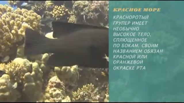 Предельная глубина - 312 - Каменные окуни Красного Моря. смотреть онлайн