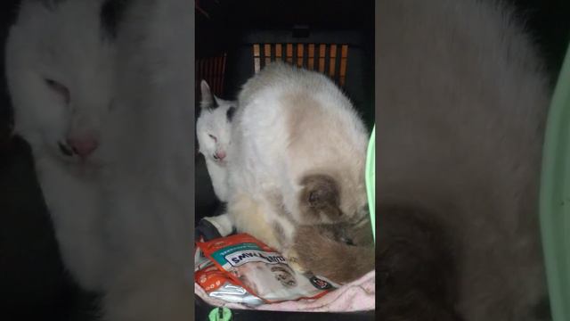 Розы, флоксы, георгины :) смотреть онлайн