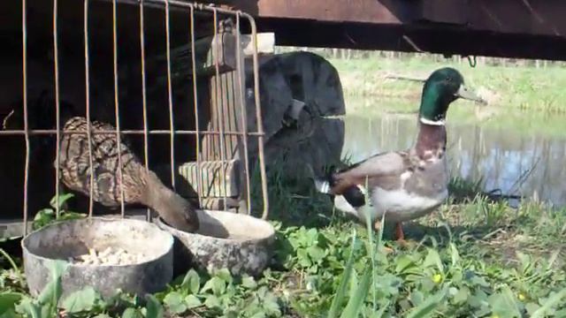 Утка подсадная. Семеновская порода. Семка и Катька. смотреть онлайн