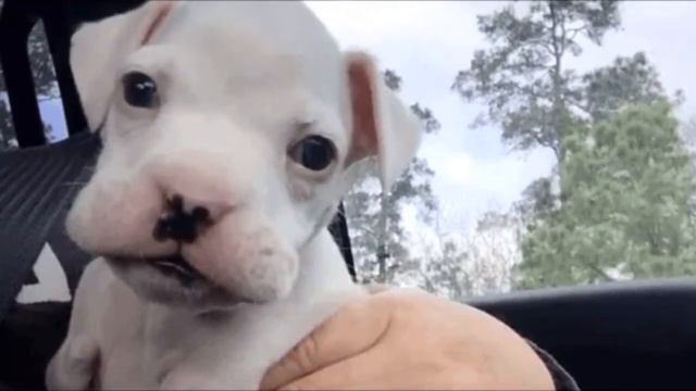 Ветеринар хотел усыпить щенка, родившегося без передних лап. Но хозяин отказался и не зря смотреть онлайн