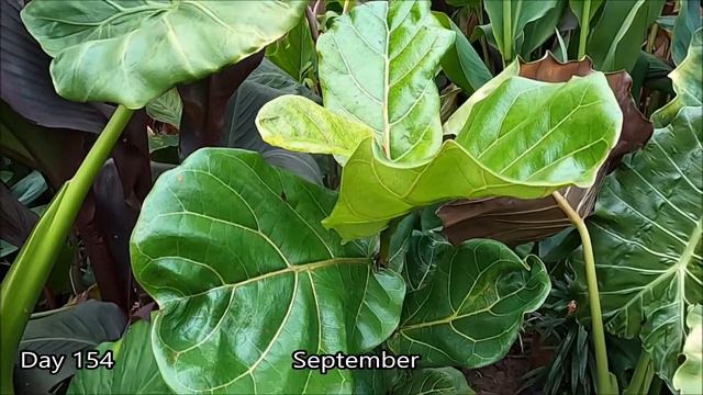 Glossy Paddle Shaped Leaves on a Fiddle Leaf Fig/Ficus Lyrata Growing in an Outdoor Tropical Garden смотреть онлайн