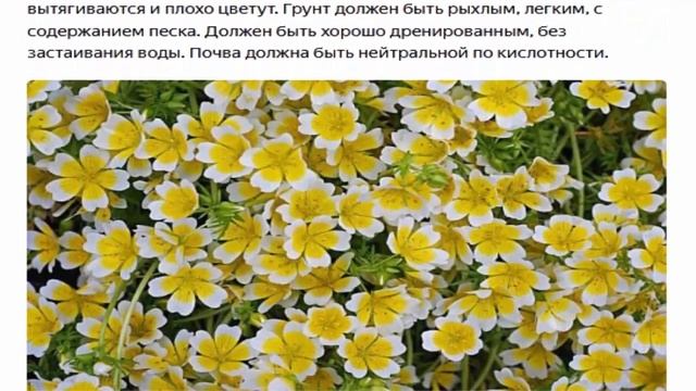 Лимнантес - очень красивое растение