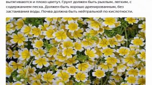 Лимнантес - очень красивое растение