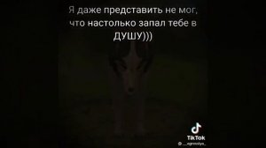 Подборка WildCraft TikTok 1#