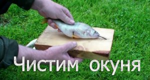Как легко почистить окуня ?