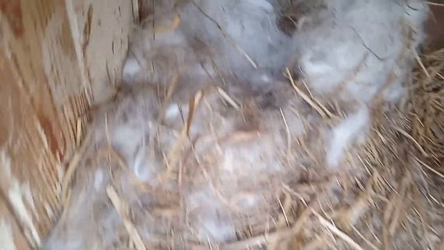 мои кролики! проверка гнезда у кроличихи!!! смотреть онлайн