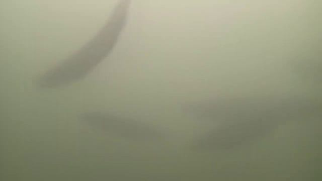 Catfish in the river Krka Novo mesto-Slovenia смотреть онлайн