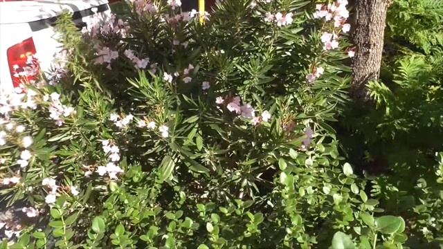 Poisonous Nerium oleander - All you need to know смотреть онлайн