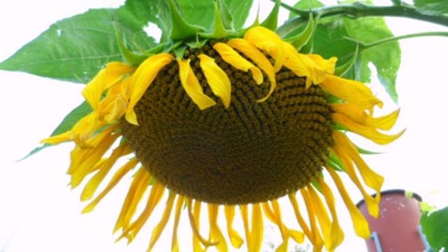 №11 Ответы на вопросы от канала Полезные советы и приспособления для дачи и дома