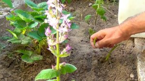 ШАЛФЕЙ МУСКАТНЫЙ - растение, которое пробуждает интуицию!!!